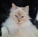 Lilac tortie tabby point volwassen #catterycyliyana
